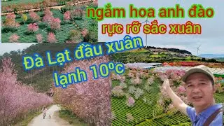 Trải nghiệm đà Lạt đầu xuân 2026, ngắm rừng hoa anh đào đang nở rộ #chomoiquetoi 