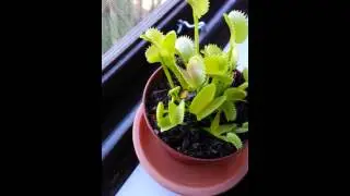 Venus fly trap catching fly