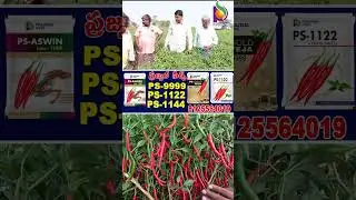 రైతులకు మంచి దిగుబడి కావాలంటే ప్రజ్వల్ సీడ్స్ వారి విత్తనాలు వాడాలి PS-1122-9999-1144