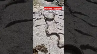 Cape cobra X puff-adder