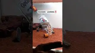 Chana Argus‼️ jarang peminat 🔥🔥🔥