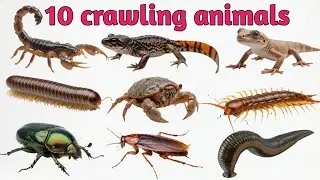 Crawling Animals Animation for Kids  | Learn Animal Names in English & Hindi | Kids Learning