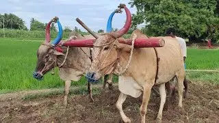 Bullockcart walking style in water| cow videos| Bullockcart heavy load| Bullo cart | racing video