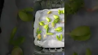 My naked Peach seeds germinated and were planted in 10 days.