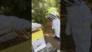 Ajay Dillingham is the young CEO of Washington State's first Black-owned beekeeping business. 🐝🍯
