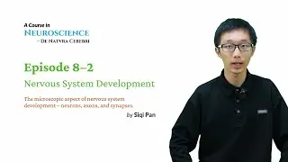 Neuroscience Course - Episode 8&ndash;2 Nervous System Development