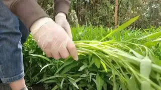 ปลูกผักไทยในต่างแดน Growing Thai vegetables abroad