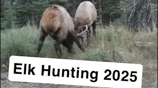 Охота на лося в 2025 году была насыщенной событиями, но безуспешной.