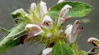 キセワタ/Leonurus macranthus 04_250922_森林公園