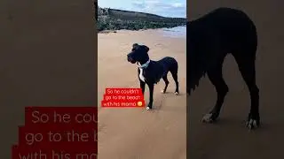 Too young for the beach #puppy #greatdane #beach #cute #massage #relax #dogs #dog #puppylover #beach