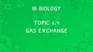 IB Biology Topic 6.4: Gas Exchange