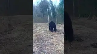 Karu (Ursus arctos; Brown bear)