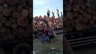 Big logs transportation #carpentry #forest #wood #lifting #travel #manpower