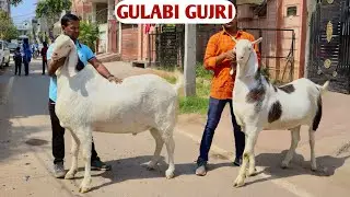 Shandar Gulabi Gujri Bakre At Amjad Goat's Jaipur