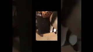 Don't hurt others by teasing again and again |#cats #catlover #cat #shorts #catshorts