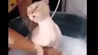Ор