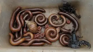 Wonderful Discovery, Catch World's Largest Millipedes Snail Scorpion At Banana Field