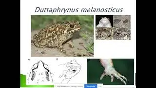 Duttaphrynus- live class record Malayalam- Dr. Seema Menon