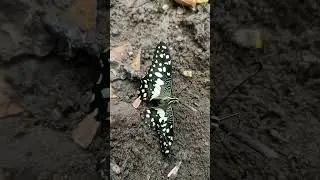# Butterfly 🦋#