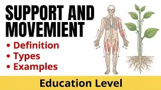 Support and Movement | Biology Made Easy for Everyone 🌍