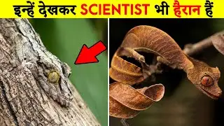 Top 10 Invisible Animals In The World | Transparent Animals