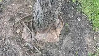 How to identify girdling root or roots