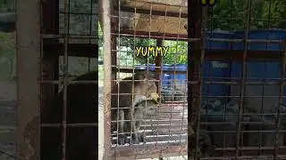 BANANA HIS FAVORITE FRUIT/FRIENDLY & SMART  MOYMOY