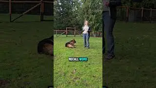 Recall Games That Create a Fast, Reliable Come #recalltraining #reliablerecall #dogtraininggames