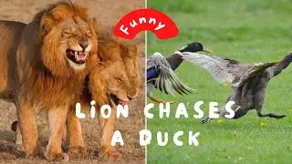 Funny Lion chasing Ducks