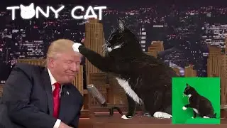 You can mess my hair - Tony Cat