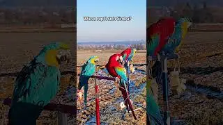 Simba is plucking his feathers 😱 #shorts #freeflight #animals #bird #birds #parrot #macaw #nature...