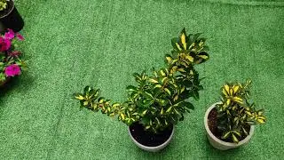 Planta Evonimo ou Ivone