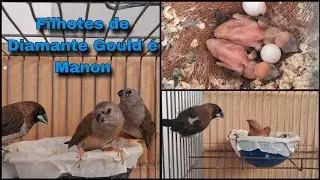 Filhotes de Diamante Gould 💎 é Filhotes de Manon