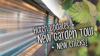 Hutch updates + NEW garden tour + new chicks!