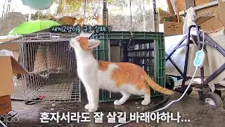 길고양이 가족을 모두 구조한다는건 너무나 어려운 일이었다