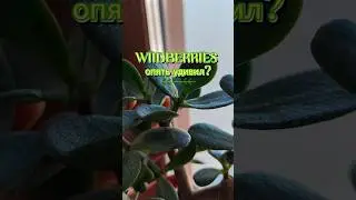 WIIDBERRIES опять удивил?
