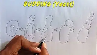Budding in Yeast, how to Draw budding (yeast) Diagram