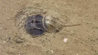 Horseshoe Crab Molting