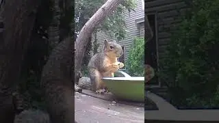 Closeup cutest squirrel 🐿 Smiley eats out of new frying pan feeder