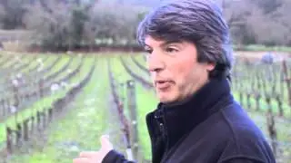 Chasing Sheep in a Biodynamic Vineyard in Napa Valley