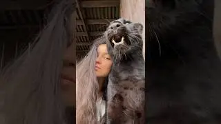 I distract the panther from watching the workers 🙄