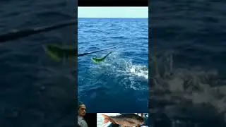 LOMPATAN IKAN LEMEDANG YANG AGRESIF #shorts #shortvideo
