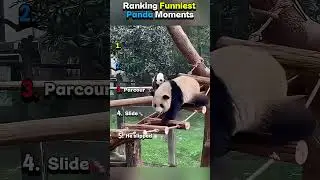 Ranking Funniest Panda Moments 😂