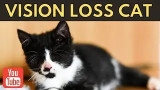 Tips for Helping Your Aging Cat with Vision Loss | Cats Facts
