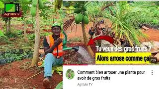 La papaye calina est plus sucr&eacute;e que le miel