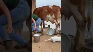 Village Girl vs Giant Python 😱🔥 | Cow Brave Rescue #wildlife #python #village