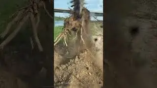 Excavator, Tree Root Digger, Puller, Quick Rooting Machine, Digging and Cutting Tree Roots