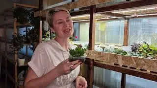 ОСТЕОСПЕРМУМ.КАК Я БУДУ ЧЕРЕНКОВАТЬ ОСТИК.
