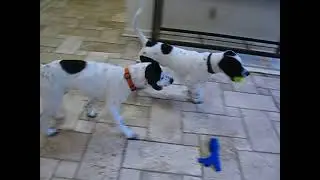 Mandy & Mae Happy Dog Rescue