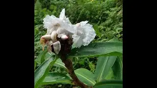 Costus Medicinal shrub Multiple health benefits Folk Medicine organic medicine @Informer Insights